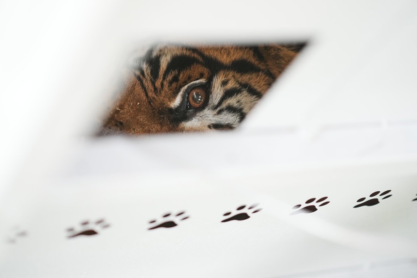 Lions and tigers begin a long-awaited rescue from a notorious Argentine zoo | iNFOnews.ca