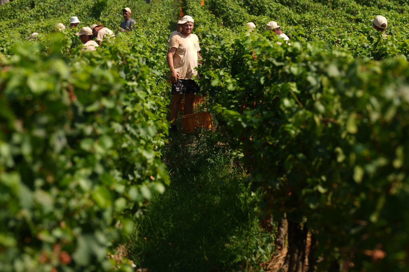 Italy Early Wine Harvest Photo Gallery | iNFOnews.ca