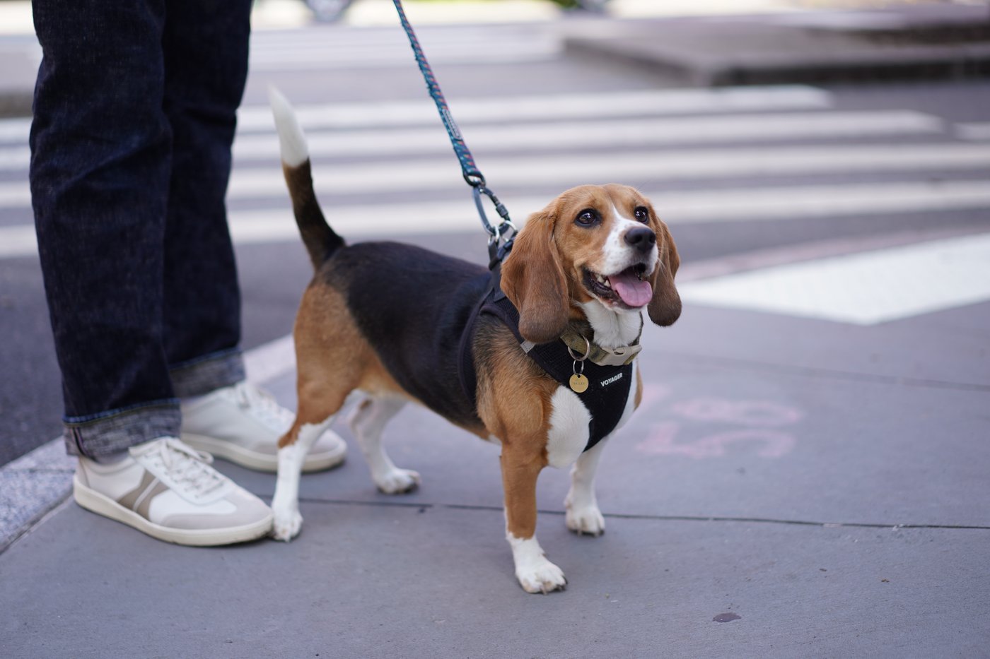 Gene-edited beagles may offer a future option for people with dog allergies | iNFOnews.ca Gene-edited beagles may offer a future option for people with dog allergies | iNFOnews.ca