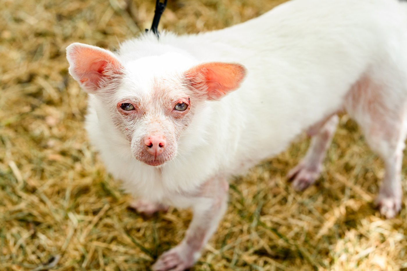 Photos show the World’s Ugliest Dog Contest in California | iNFOnews.ca