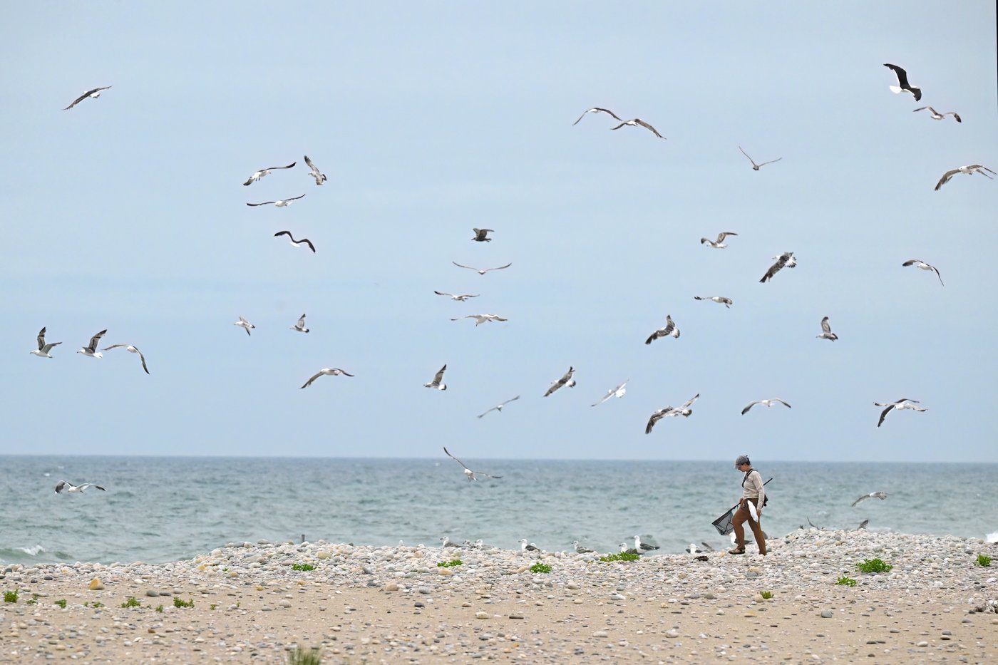 Oystercatchers, known for sharp bills and beady eyes, are making a comeback thanks to conservation | iNFOnews.ca Oystercatchers, known for sharp bills and beady eyes, are making a comeback thanks to conservation | iNFOnews.ca