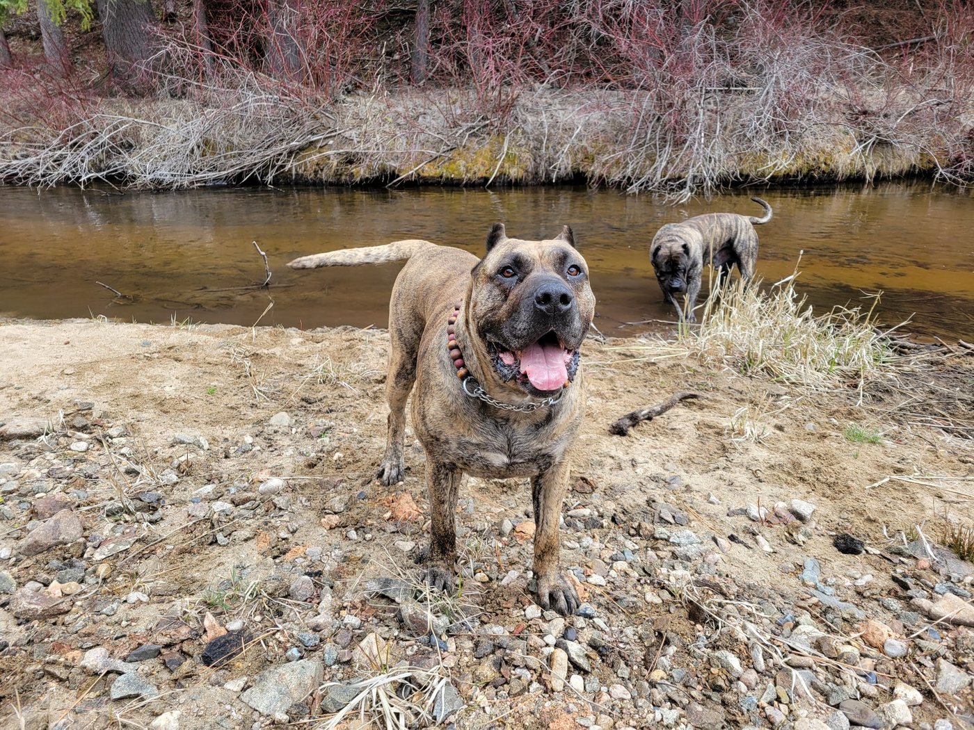 Their homes destroyed by wildfire, B.C. residents are more worried about missing pets | iNFOnews.ca Their homes destroyed by wildfire, B.C. residents are more worried about missing pets | iNFOnews.ca