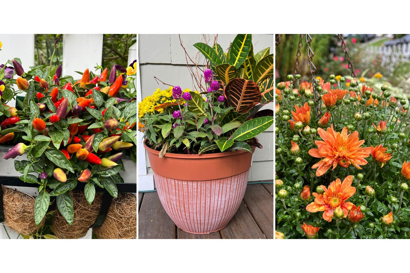 These plants add color to gardens and pots when summer flowers fade | iNFOnews.ca These plants add color to gardens and pots when summer flowers fade | iNFOnews.ca