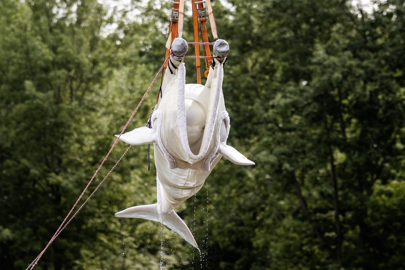Fourth group of Marineland whales leaving shuttered Ontario park | iNFOnews.ca Fourth group of Marineland whales leaving shuttered Ontario park | iNFOnews.ca