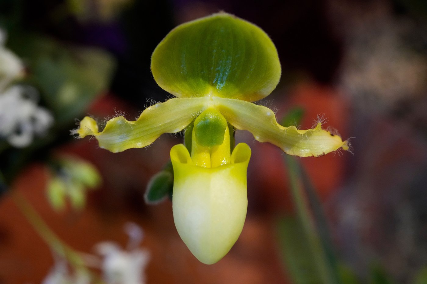 Annual orchids show brings vivid color to Chicago winter | iNFOnews.ca