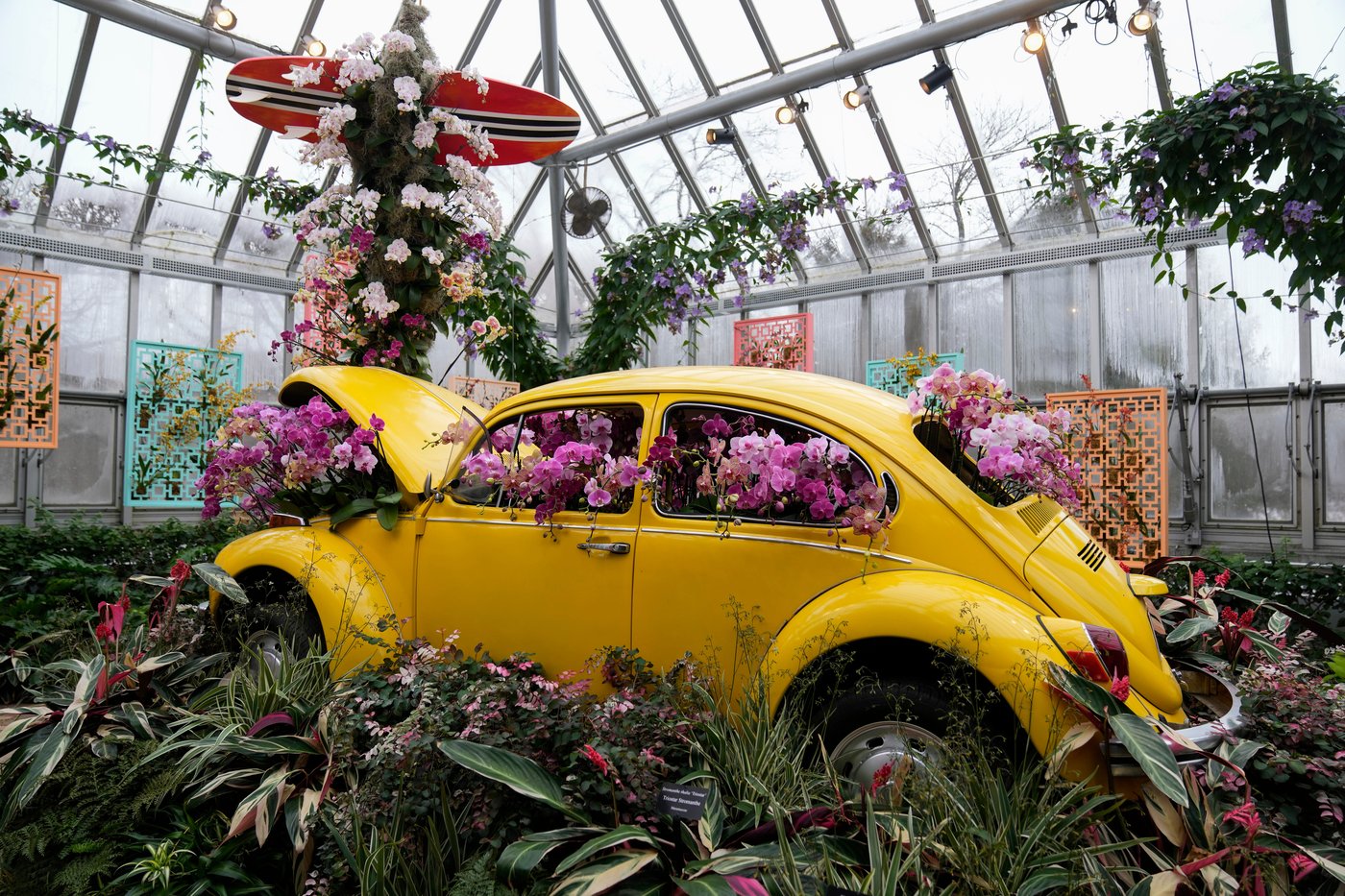 Annual orchids show brings vivid color to Chicago winter | iNFOnews.ca