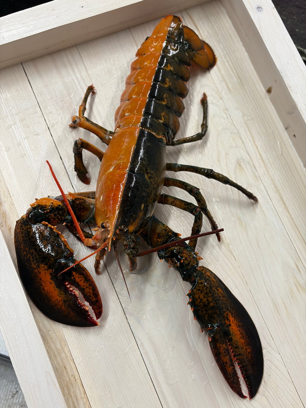 Rare two-colored lobster caught by fishermen off Cape Cod donated to aquarium | iNFOnews.ca