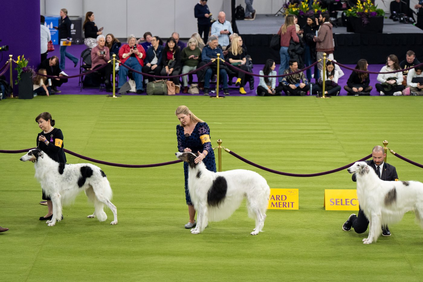 Couples at the Westminster show bond over dogs, and each other | iNFOnews.ca