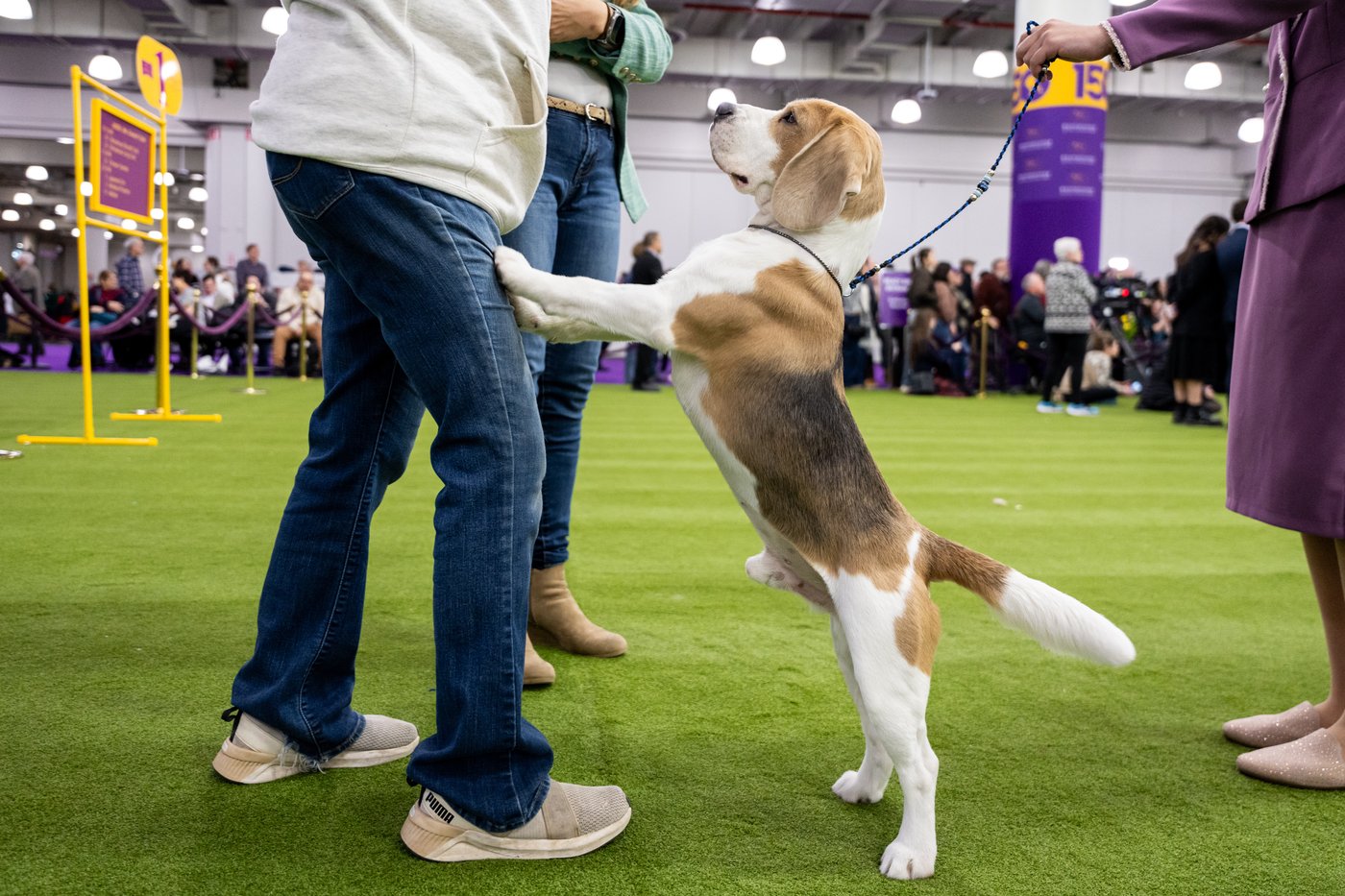 Couples at the Westminster show bond over dogs, and each other | iNFOnews.ca
