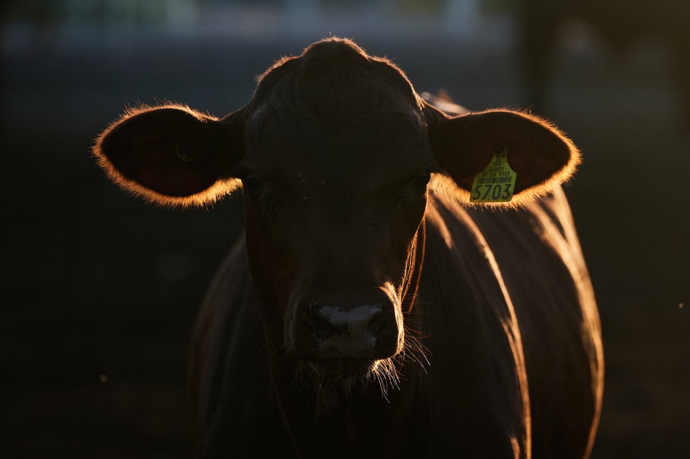 Mexico’s ranchers look north to the US as screwworm ban nears end, in photos | iNFOnews.ca