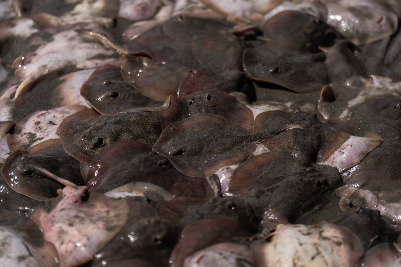 Catching stingrays and treating their victims on Southern California beaches, in photos | iNFOnews.ca