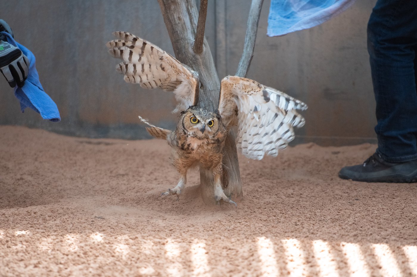 Owl found stuck in a concrete mixer is on the mend and flying free | iNFOnews.ca