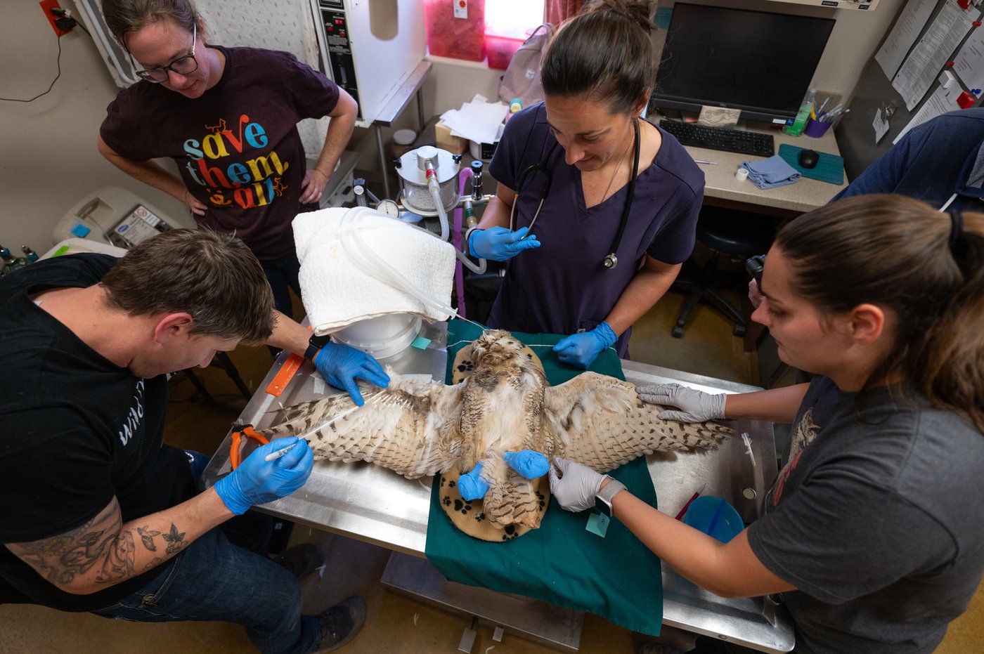 Owl found stuck in a concrete mixer is on the mend and flying free | iNFOnews.ca