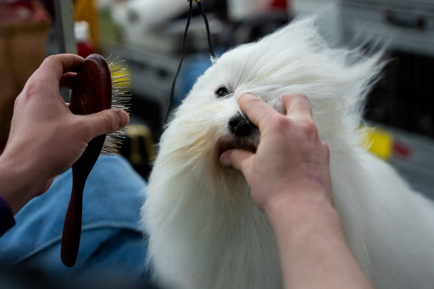 Photo Gallery: The Westminster dog show | iNFOnews.ca