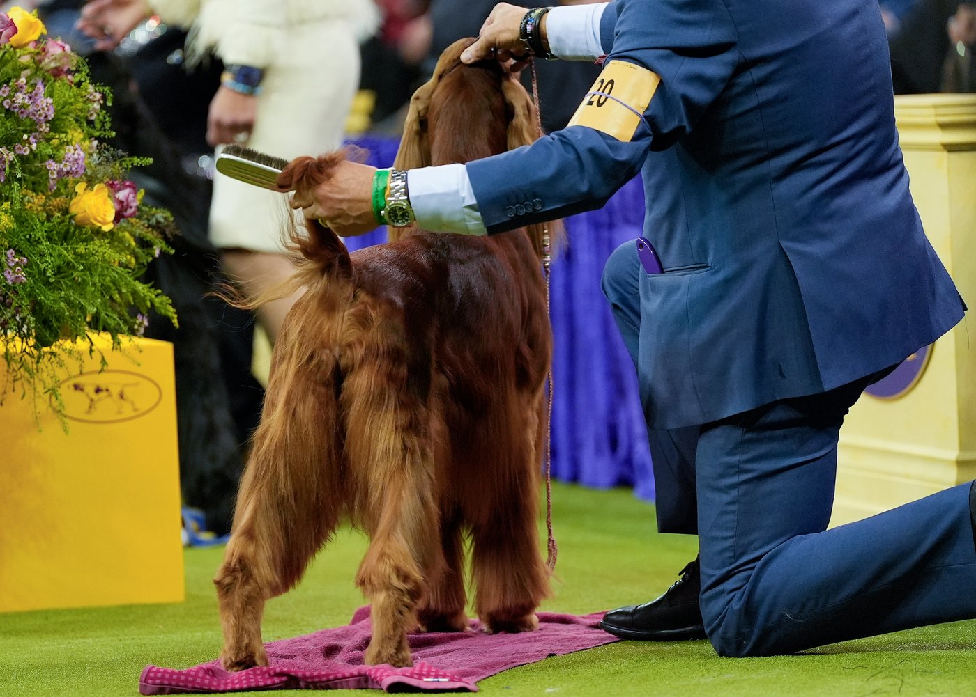 Photo Gallery: The Westminster dog show | iNFOnews.ca
