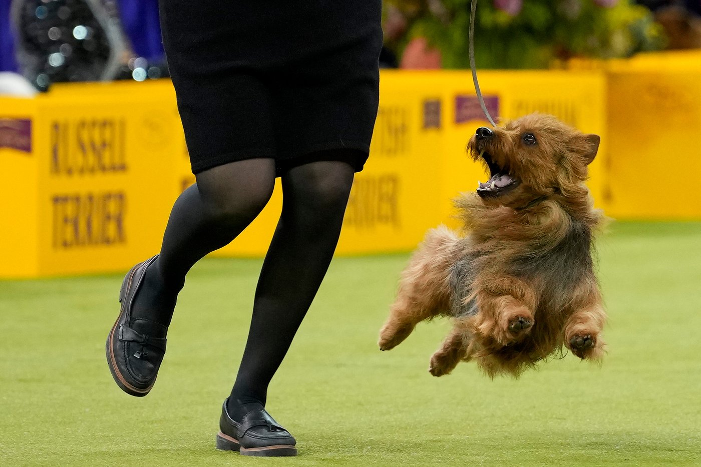 Photo Gallery: The Westminster dog show | iNFOnews.ca