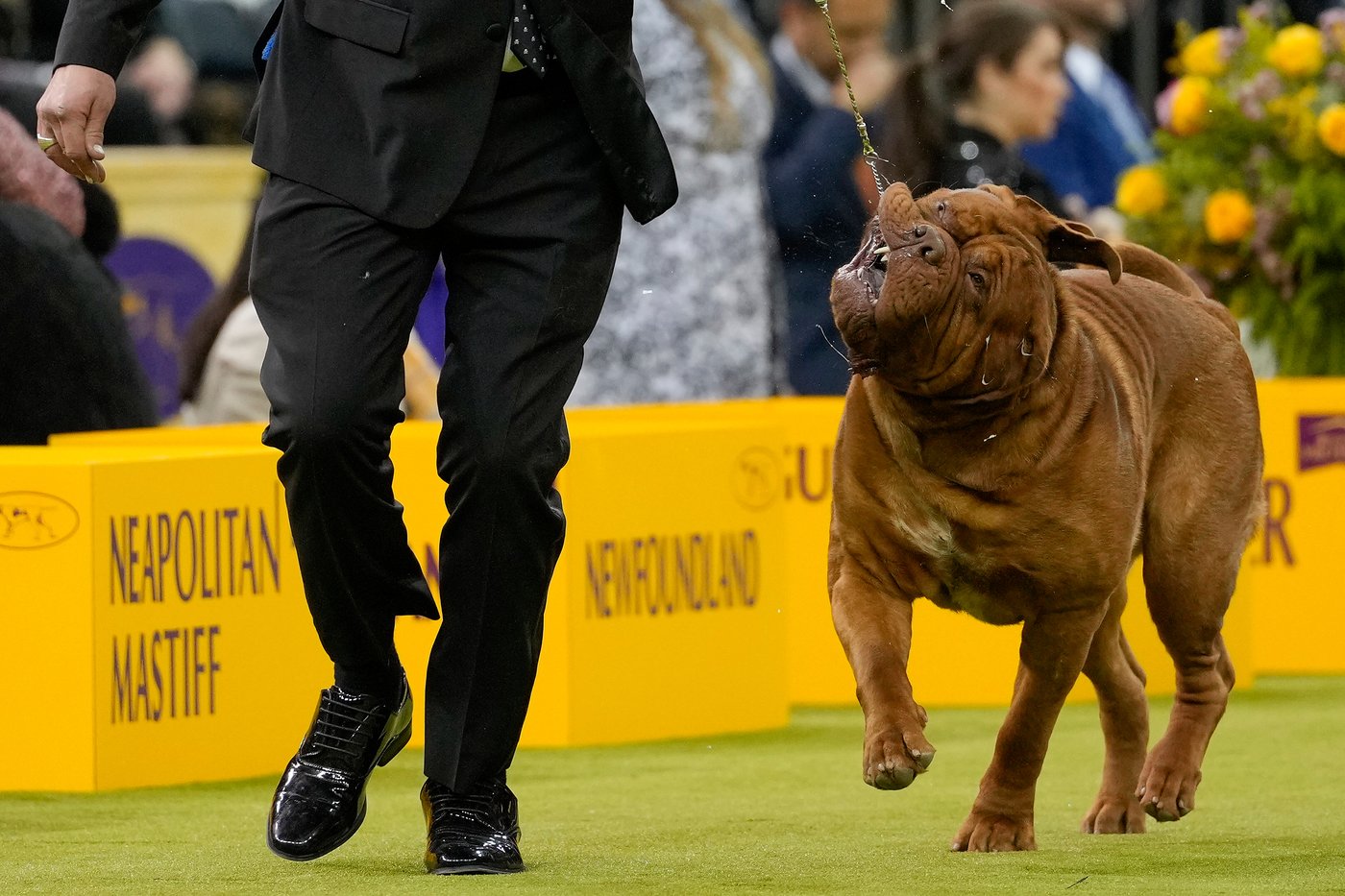 Photo Gallery: The Westminster dog show | iNFOnews.ca