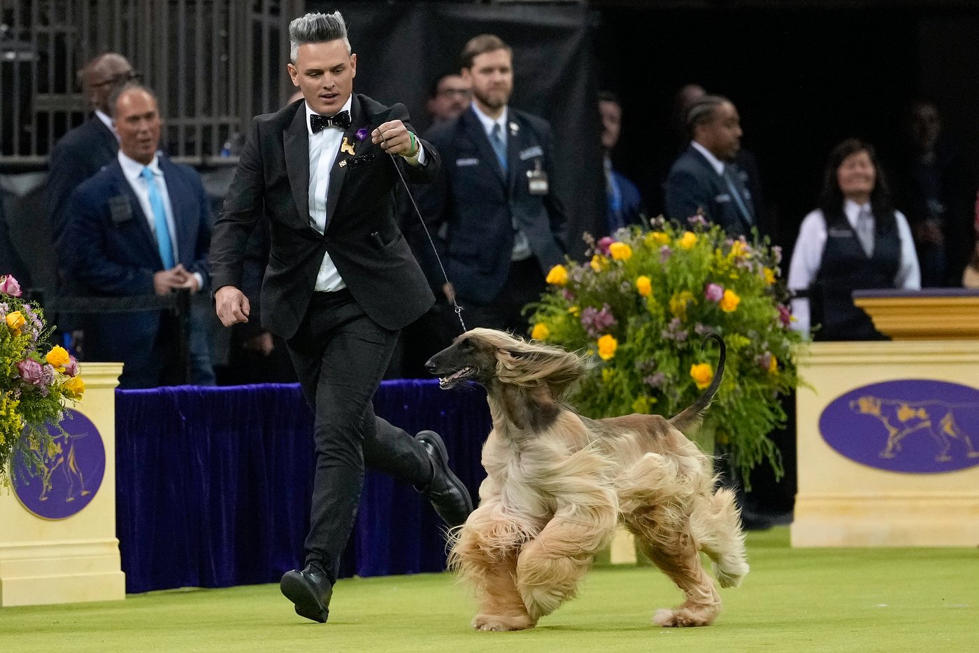 Photo Gallery: The Westminster dog show | iNFOnews.ca