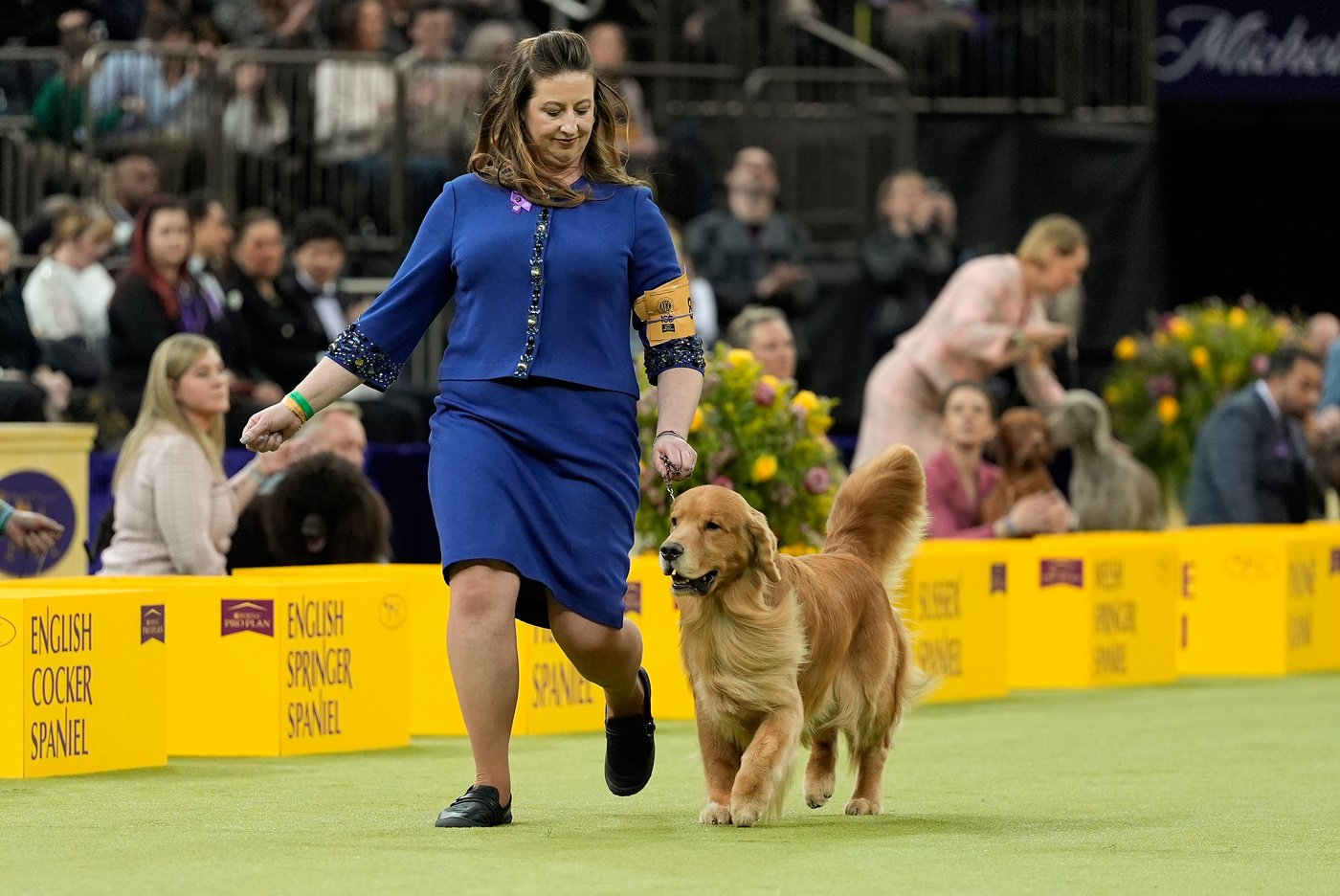 Photo Gallery: The Westminster dog show | iNFOnews.ca