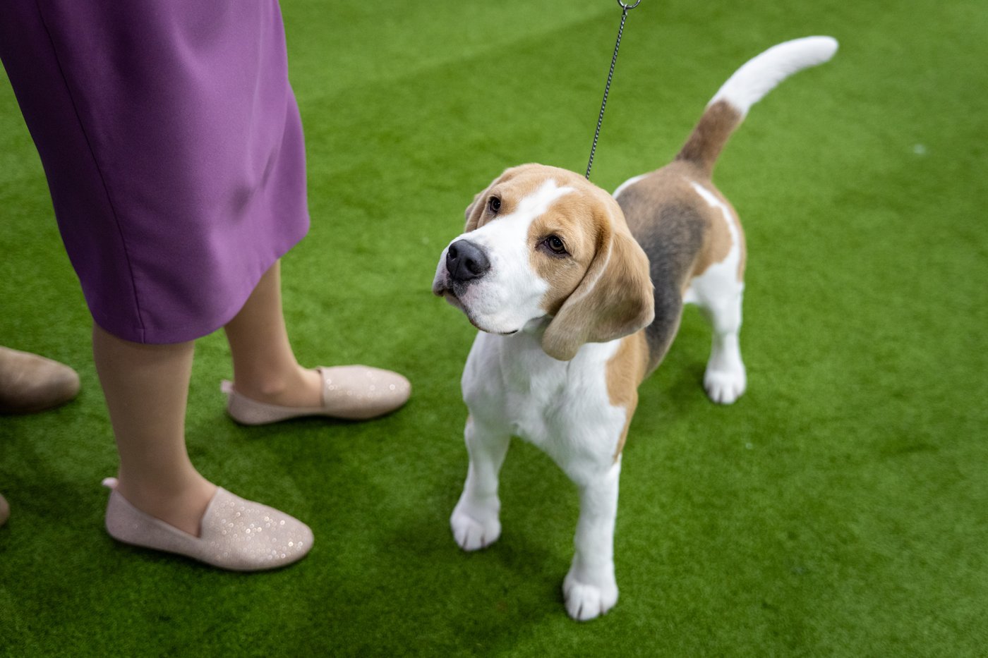 Photo Gallery: The Westminster dog show | iNFOnews.ca