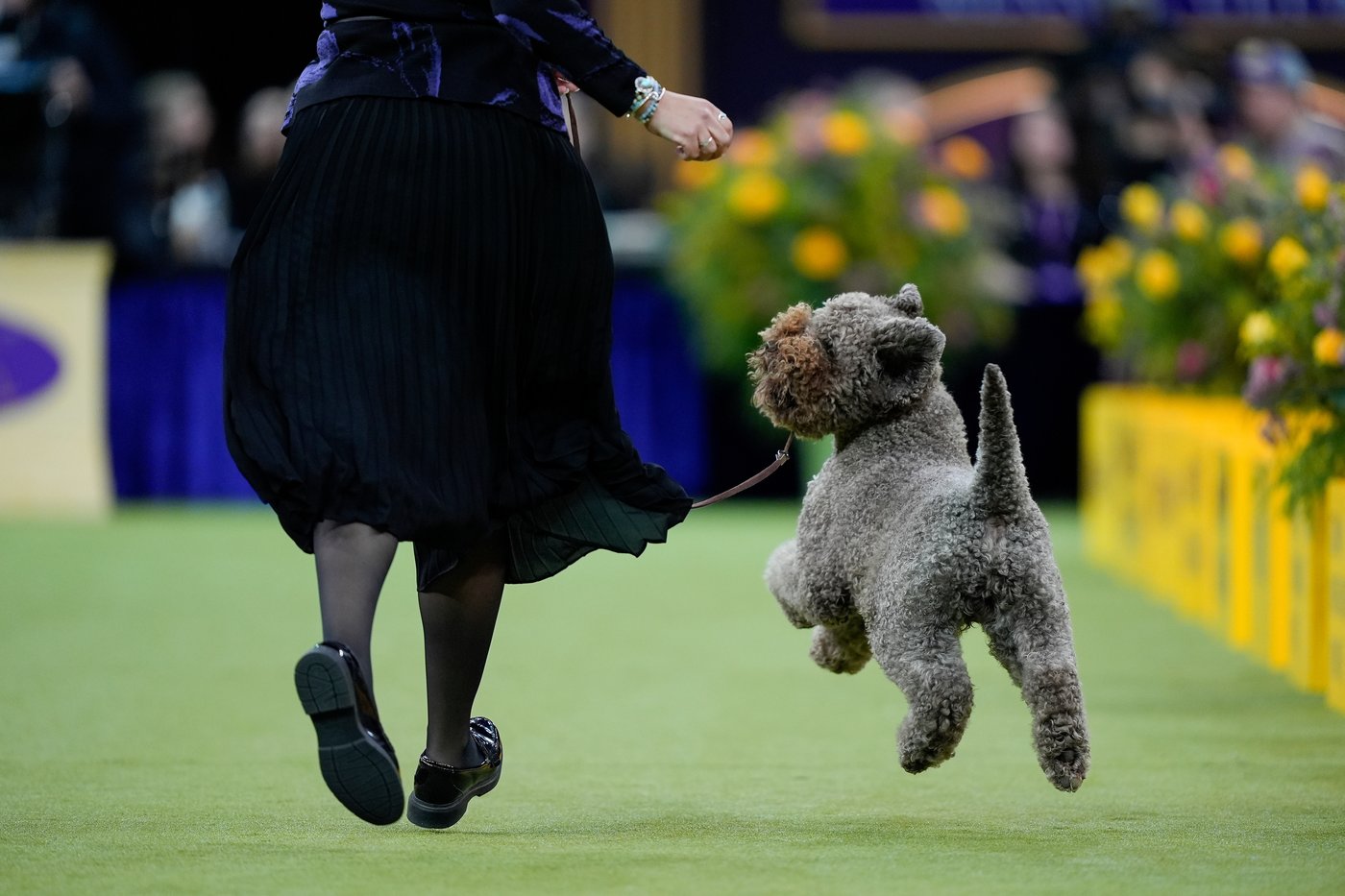 Photo Gallery: The Westminster dog show | iNFOnews.ca