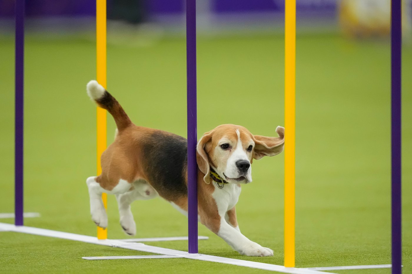 Photo Gallery: The Westminster dog show | iNFOnews.ca