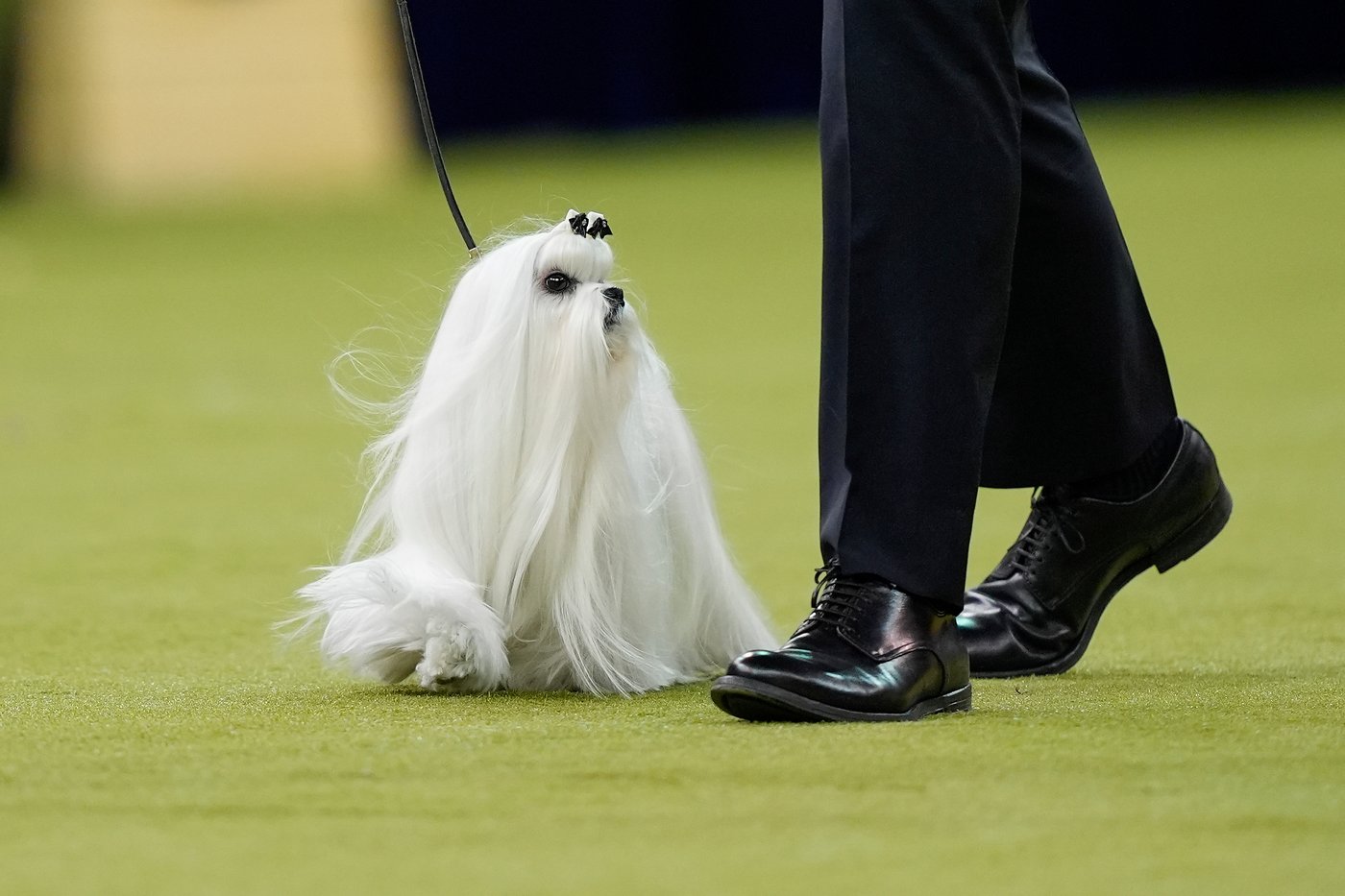 Photo Gallery: The Westminster dog show | iNFOnews.ca