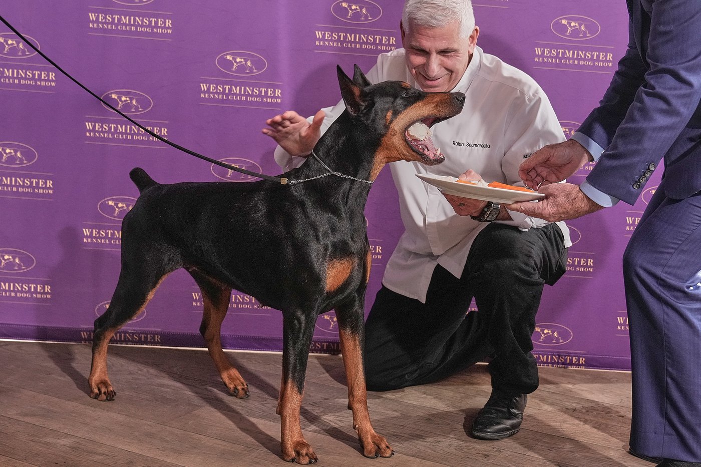 Photo Gallery: The Westminster dog show | iNFOnews.ca