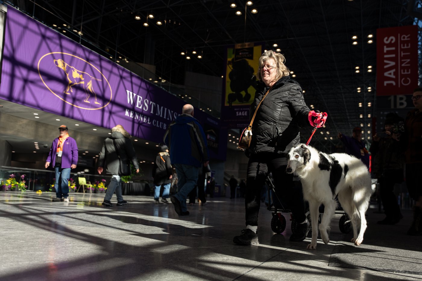 Photo Gallery: The Westminster dog show | iNFOnews.ca