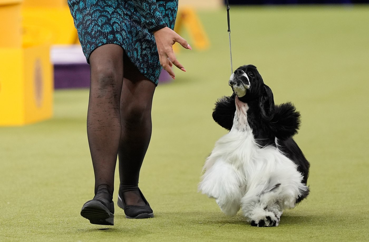 Photo Gallery: The Westminster dog show | iNFOnews.ca