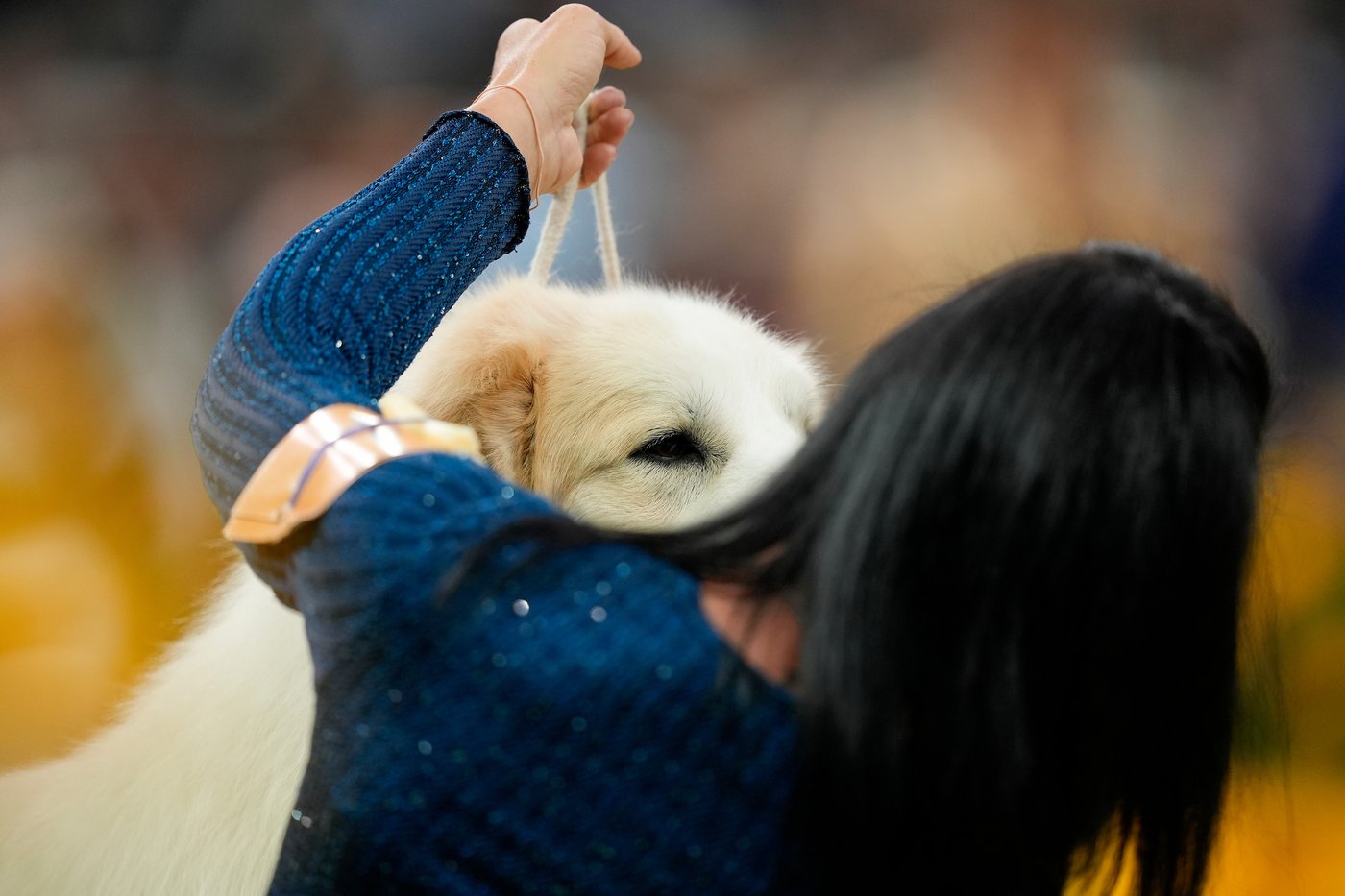 Photo Gallery: The Westminster dog show | iNFOnews.ca