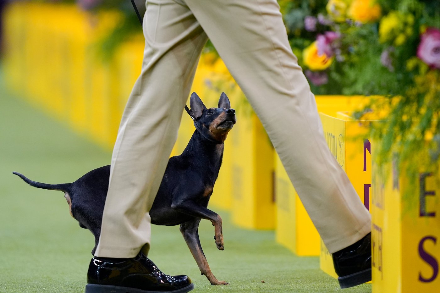 Photo Gallery: The Westminster dog show | iNFOnews.ca