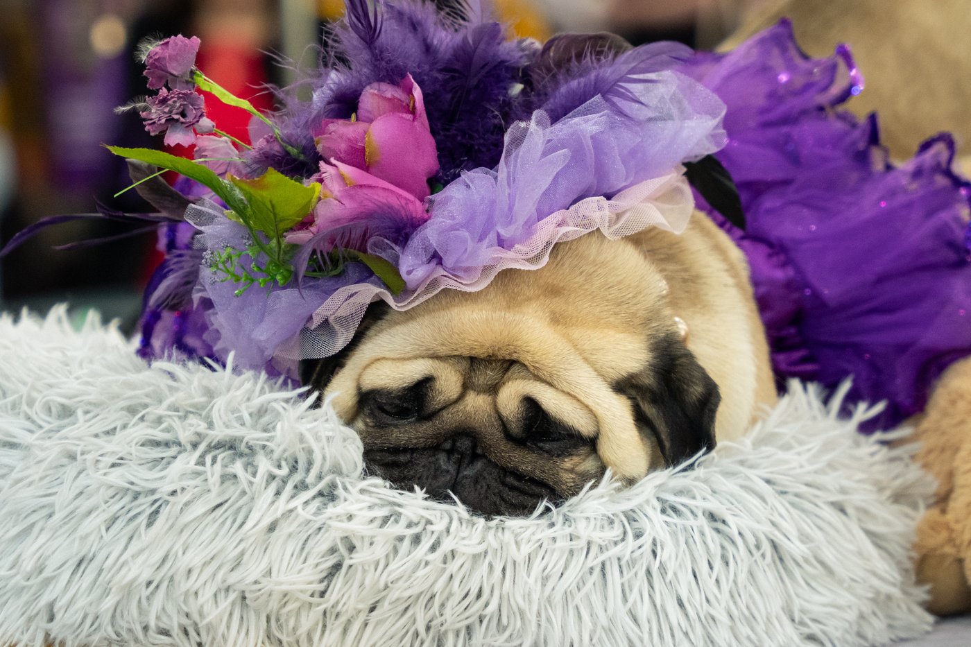 Photo Gallery: The Westminster dog show | iNFOnews.ca