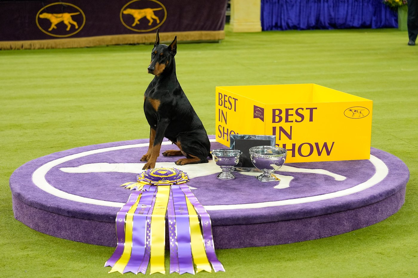 Photo Gallery: The Westminster dog show | iNFOnews.ca