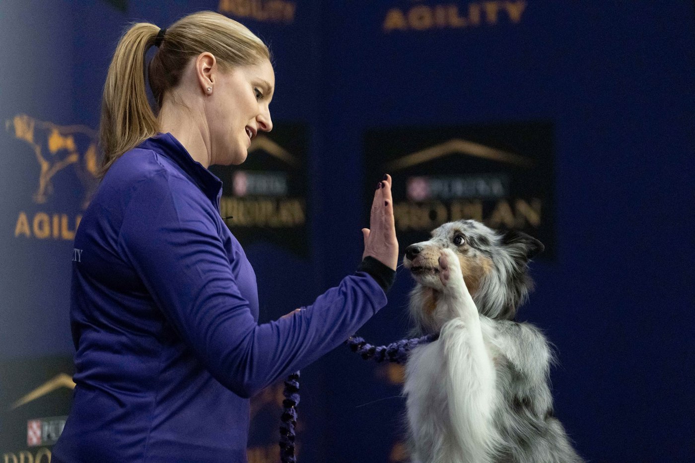Photo Gallery: The Westminster dog show | iNFOnews.ca