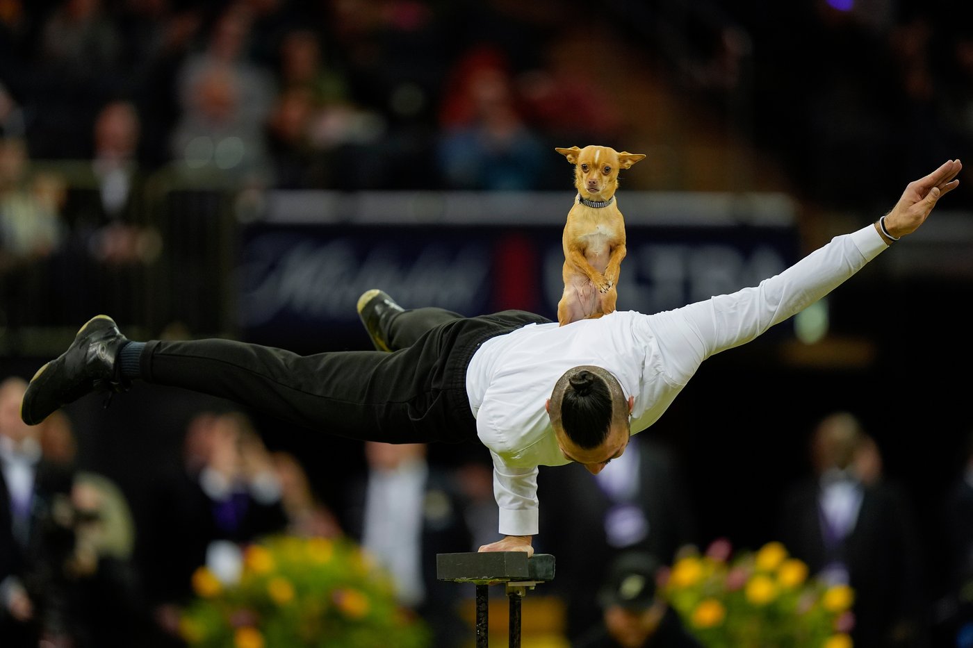 Photo Gallery: The Westminster dog show | iNFOnews.ca