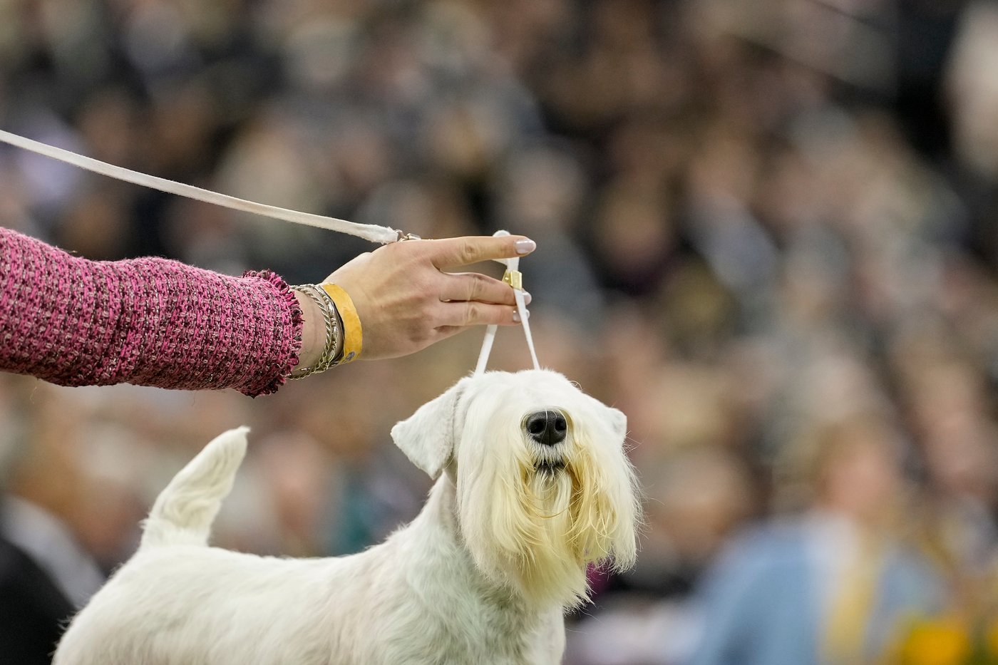 Photo Gallery: The Westminster dog show | iNFOnews.ca