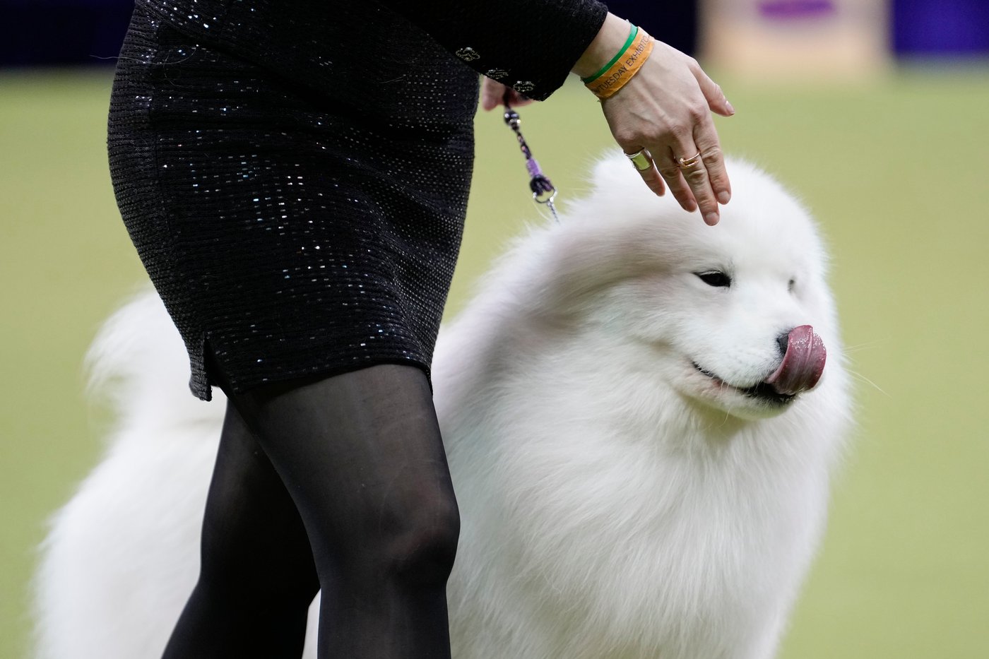 Photo Gallery: The Westminster dog show | iNFOnews.ca