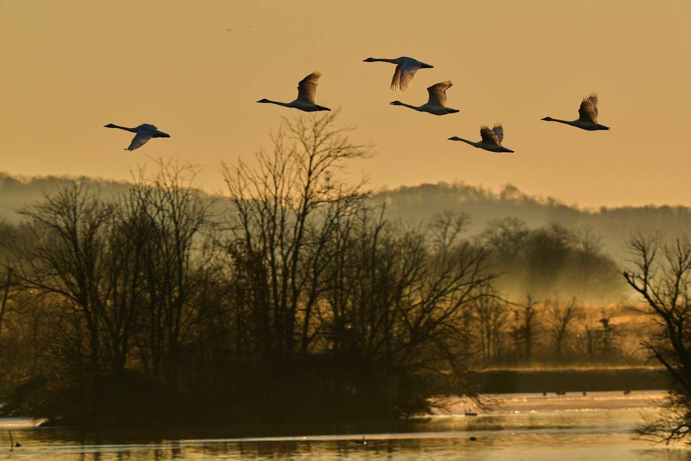 Photos show the dramatic dawn flight of migrating snow geese | iNFOnews.ca