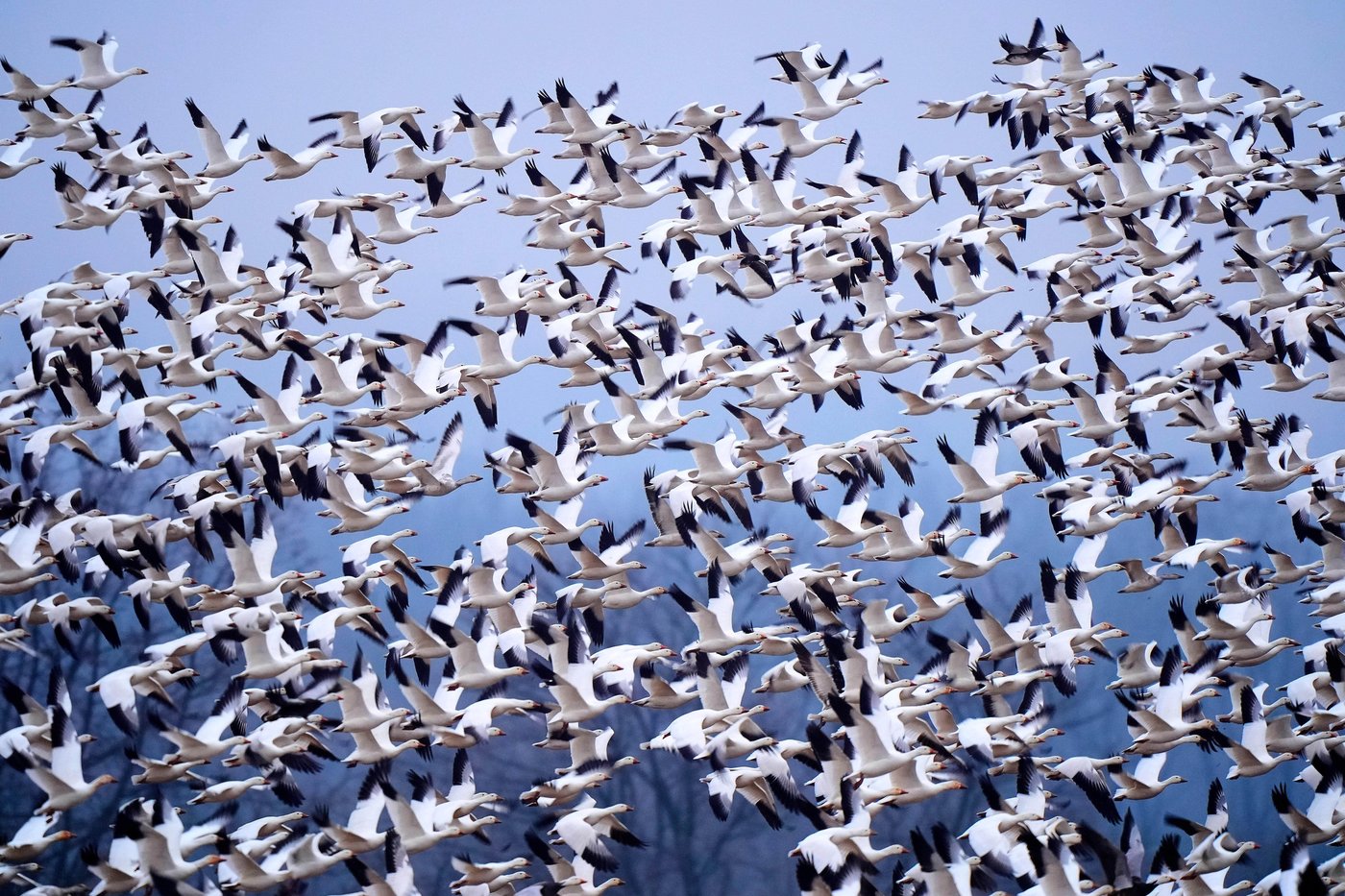 Photos show the dramatic dawn flight of migrating snow geese | iNFOnews.ca