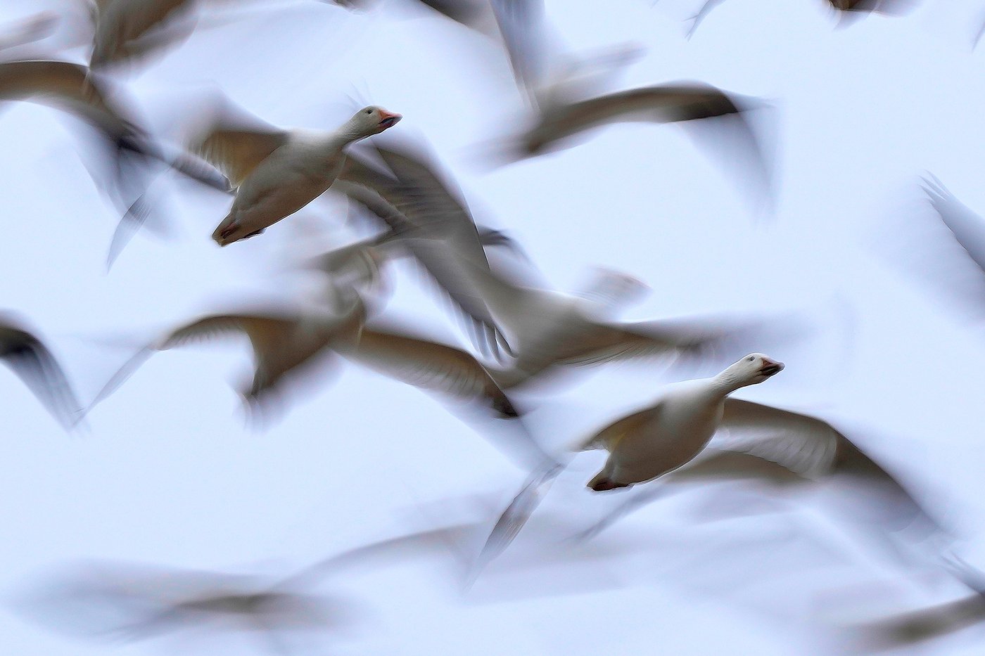Photos show the dramatic dawn flight of migrating snow geese | iNFOnews.ca