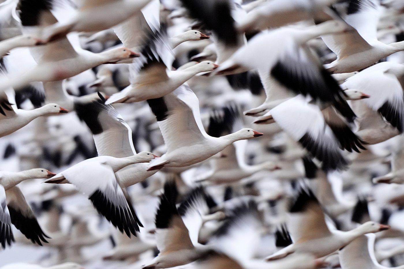 Photos show the dramatic dawn flight of migrating snow geese | iNFOnews.ca