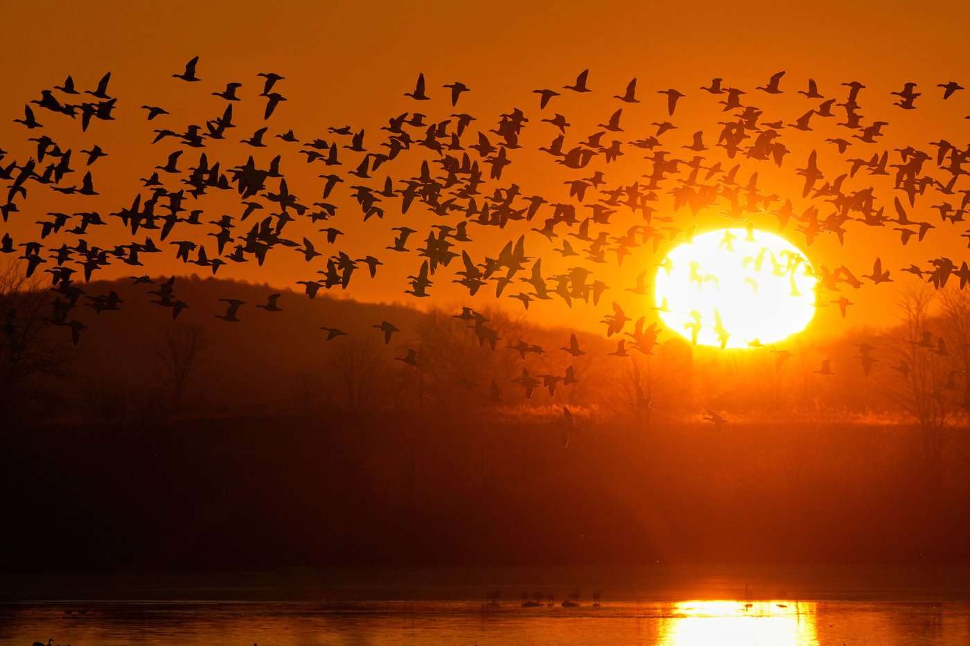 Photos show the dramatic dawn flight of migrating snow geese | iNFOnews.ca