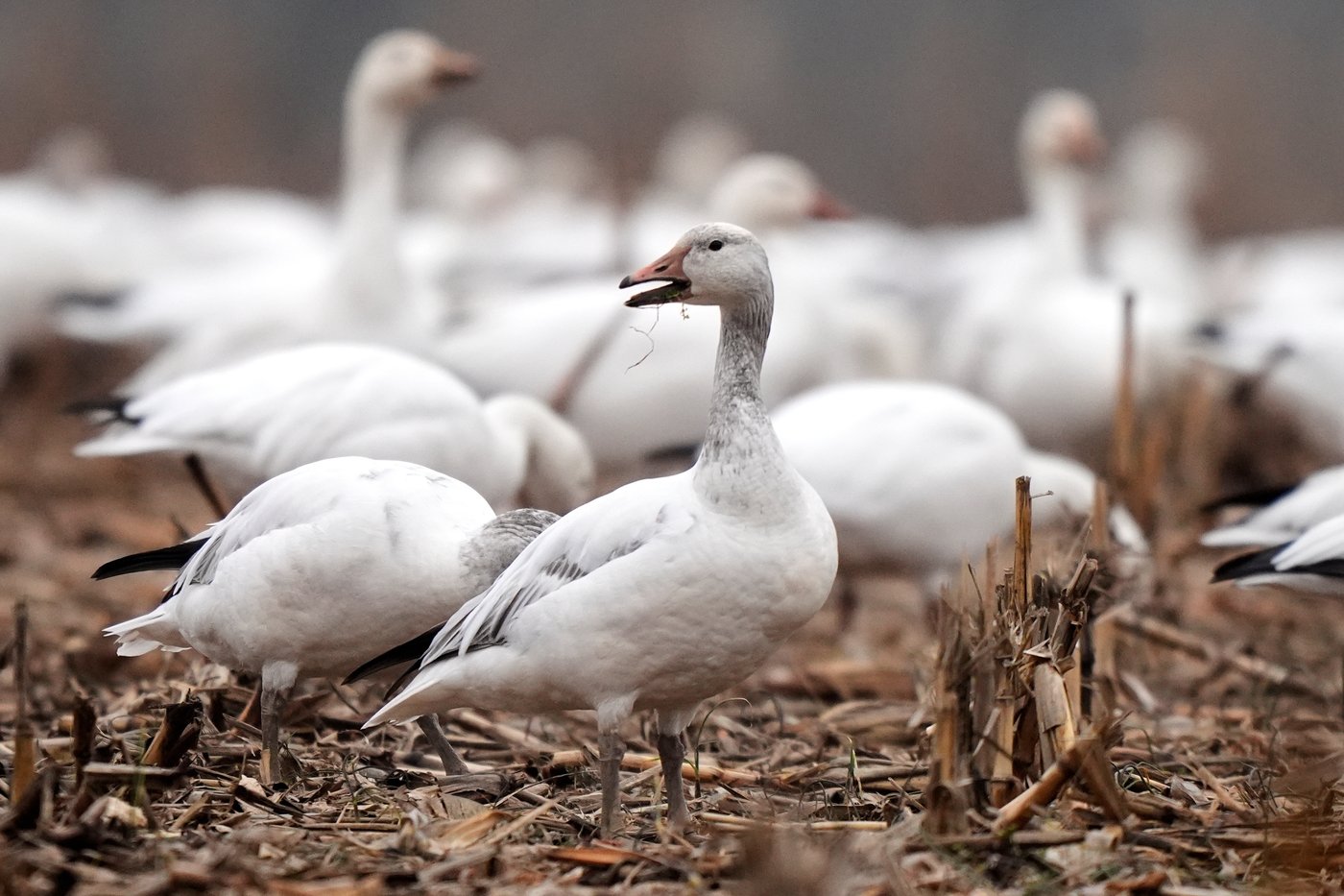 Photos show the dramatic dawn flight of migrating snow geese | iNFOnews.ca