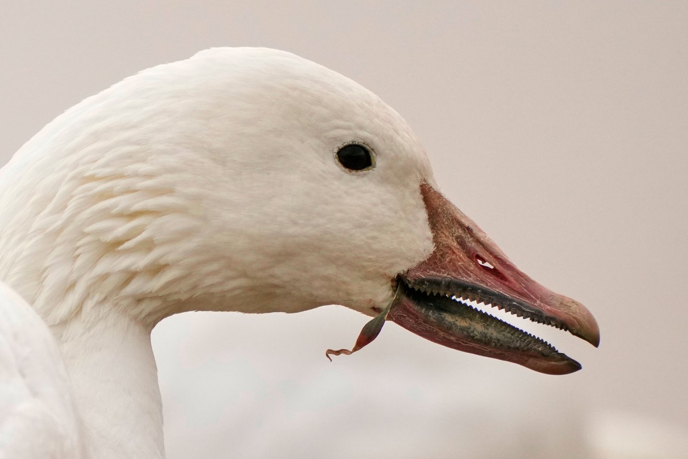 Photos show the dramatic dawn flight of migrating snow geese | iNFOnews.ca