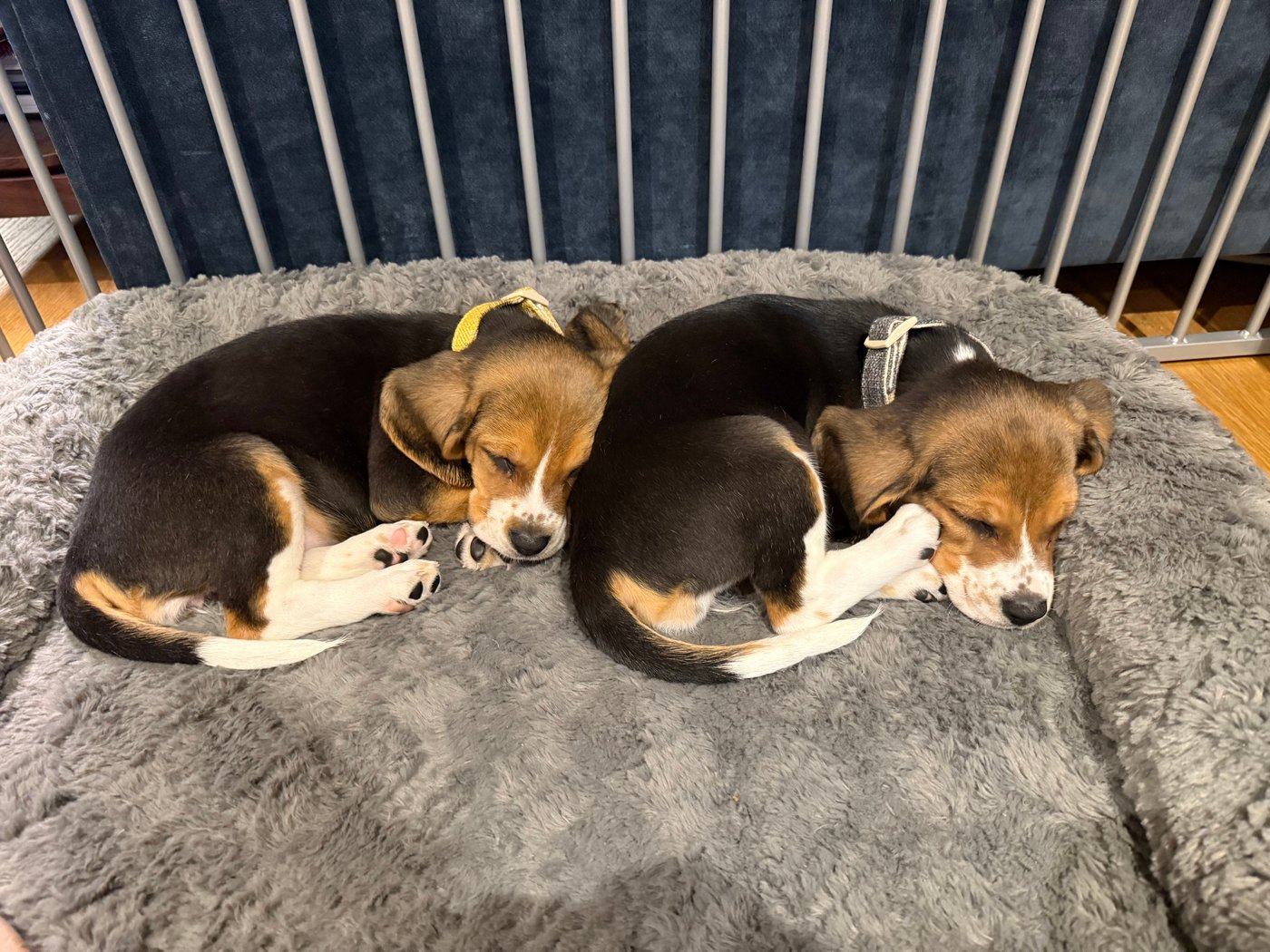 Gene-edited beagles may offer a future option for people with dog allergies | iNFOnews.ca Gene-edited beagles may offer a future option for people with dog allergies | iNFOnews.ca