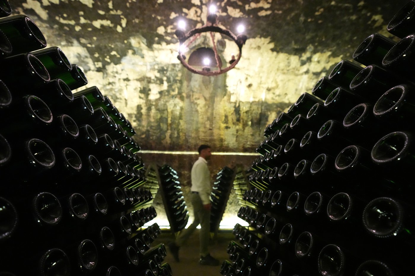 Italy Early Wine Harvest Photo Gallery | iNFOnews.ca