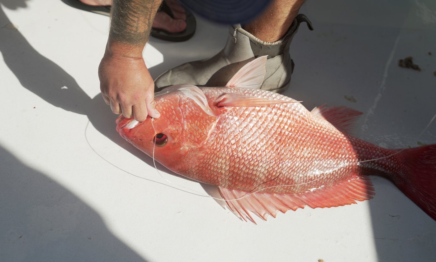 Fishermen prepared for the longest red snapper season in recent memory. A court order stopped it | iNFOnews.ca