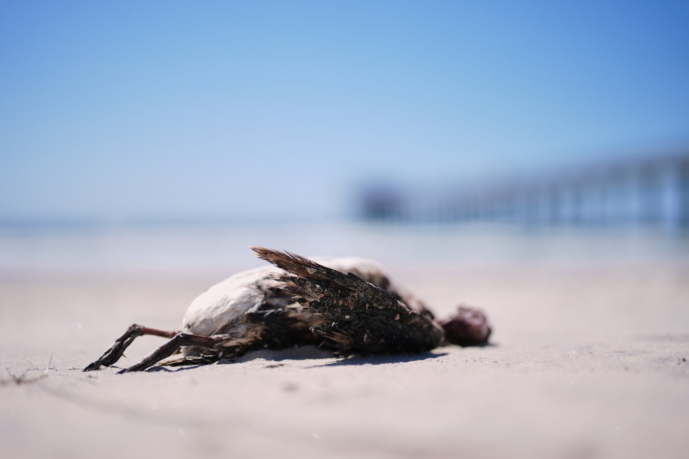Federal researchers using driftwood to study and track seabird deaths off N.S. coast | iNFOnews.ca Federal researchers using driftwood to study and track seabird deaths off N.S. coast | iNFOnews.ca