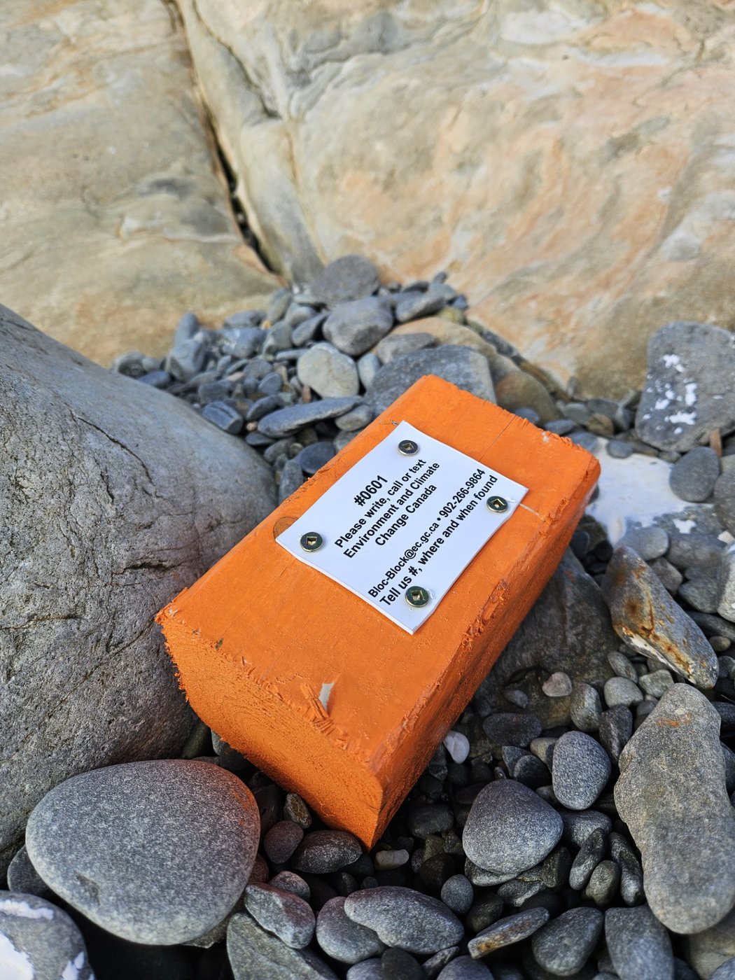 Federal researchers using driftwood to study and track seabird deaths off N.S. coast | iNFOnews.ca Federal researchers using driftwood to study and track seabird deaths off N.S. coast | iNFOnews.ca
